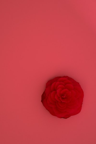 粉红色背景上的粉红色玫瑰花